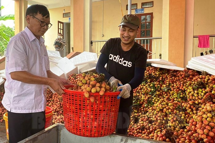 Thanh Ha rakes in over 1,360 billion VND from lychees